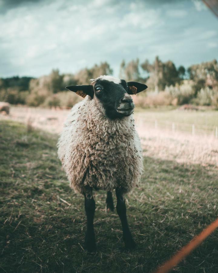 Rasos Sodyba Prienai Buitenkant foto